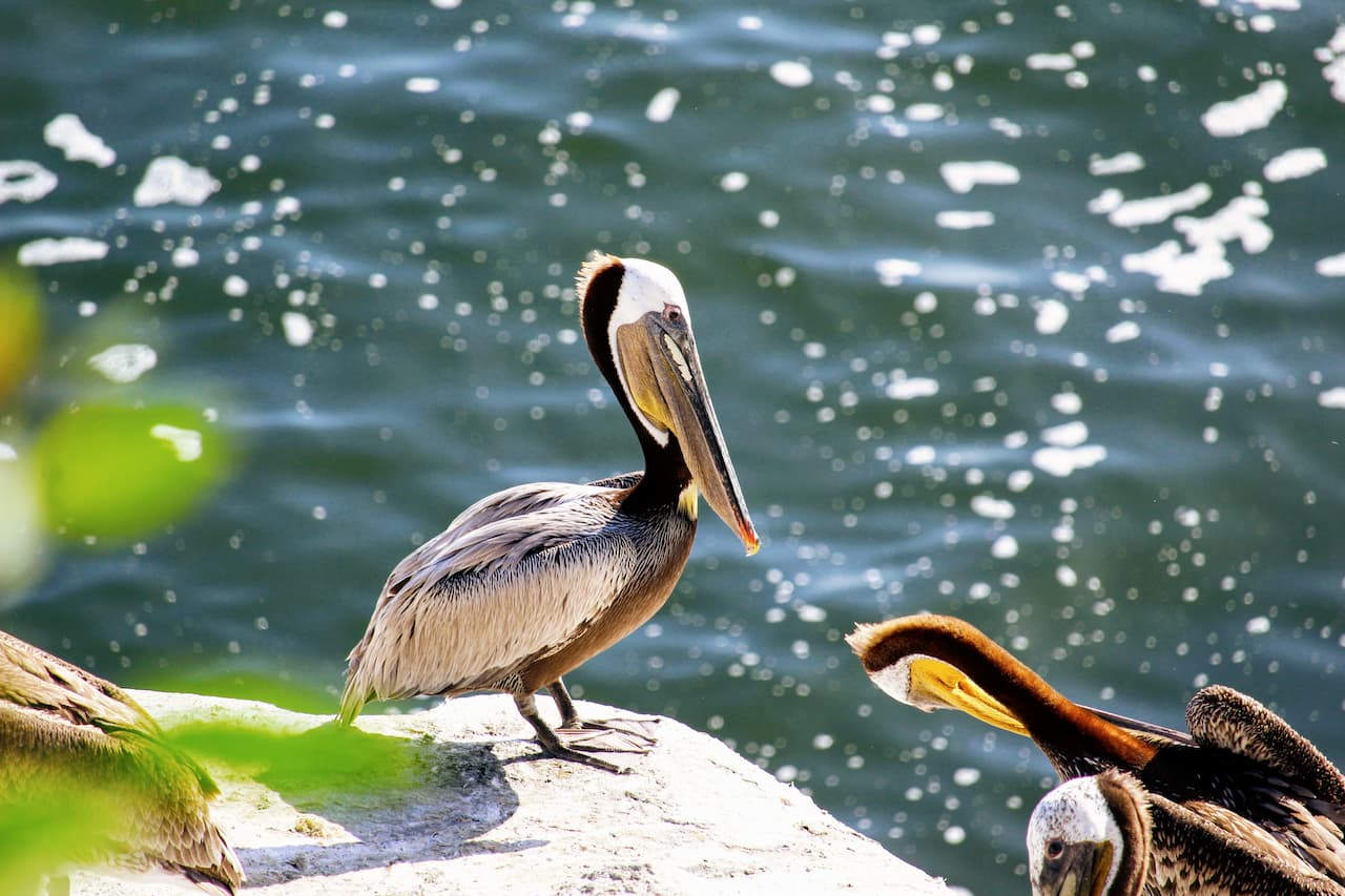 Brown pelican with water behind.