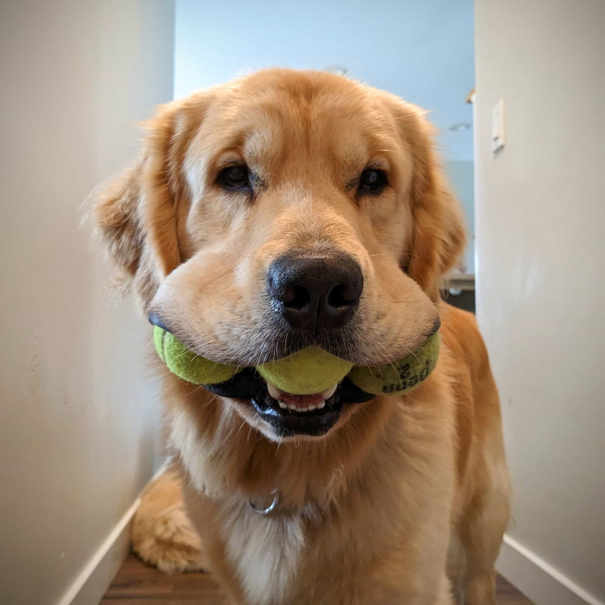 Golden retriever looking goofy with 3 tennis balls in his mouth.