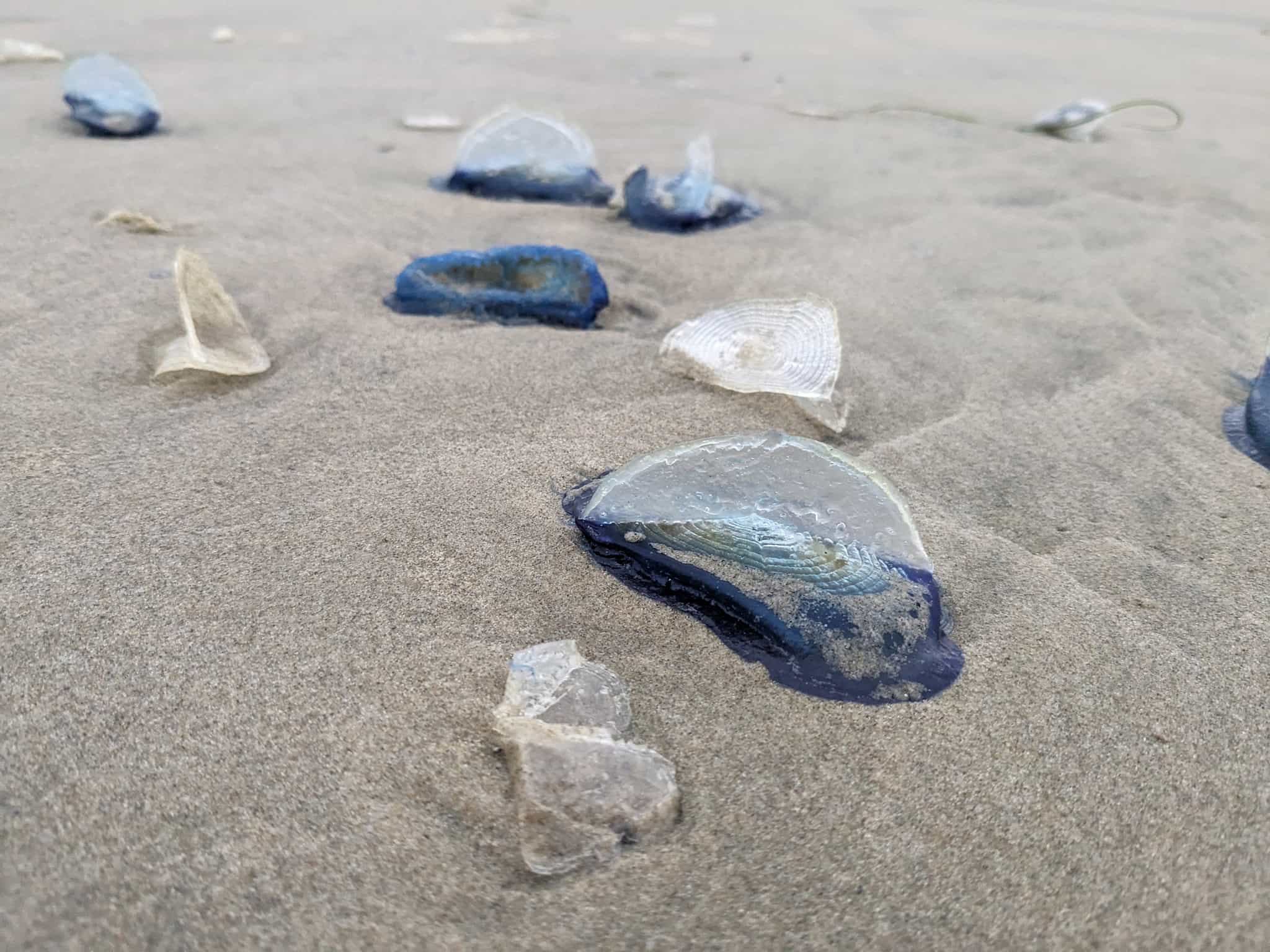 Multiple blue and clear jellyfish like discs on a beach.