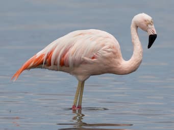 large pink bird standing in water with a long neck and a down-curved beak