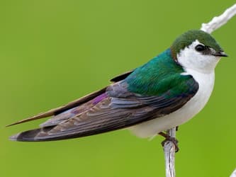 Bright white, green, and purple bird on a branch.
