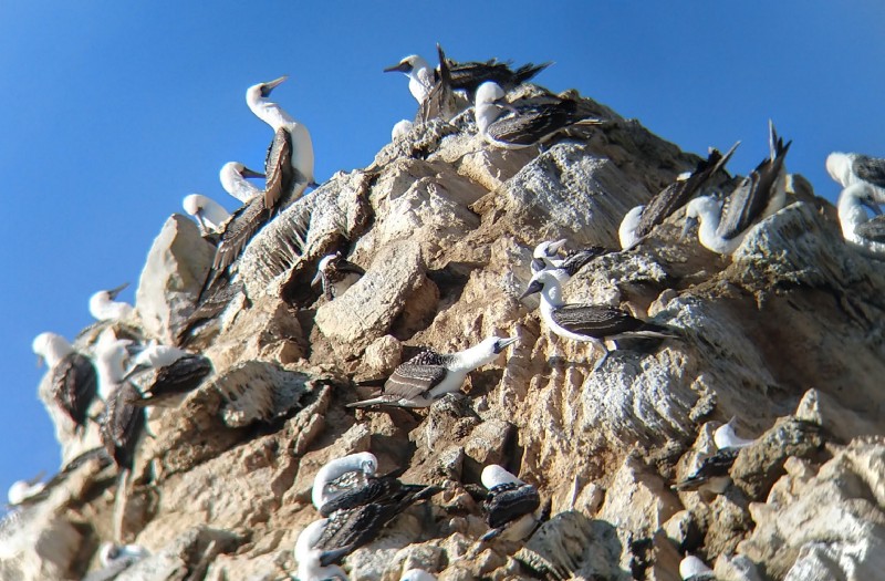 Large white and brown sea birds, tightly packed on a rocky bluff sparring for space.