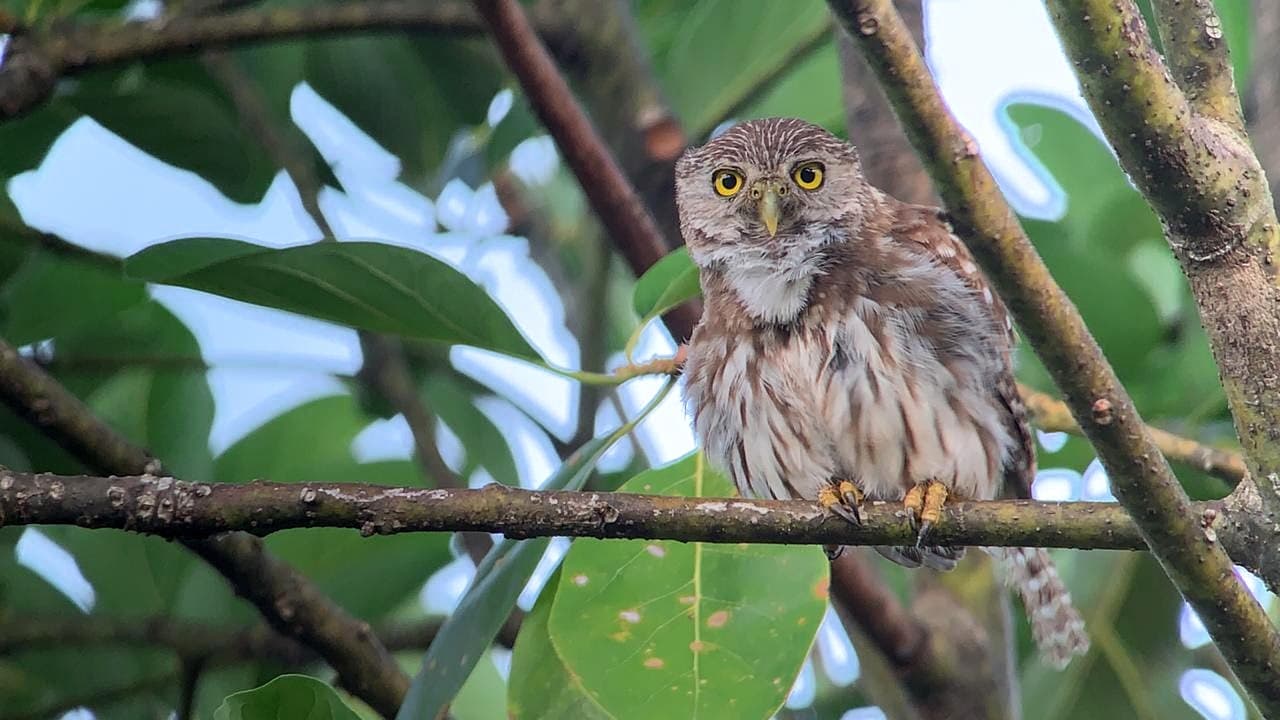 Small owl looking at camera from branch