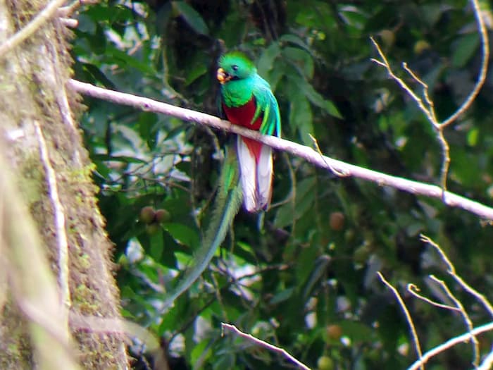 Green bird on branch with red chest and long tail