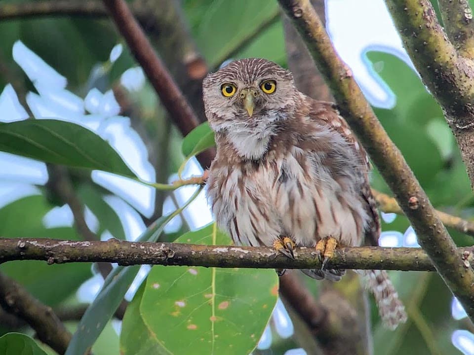 Small, round owl looking directly at camera from a branch