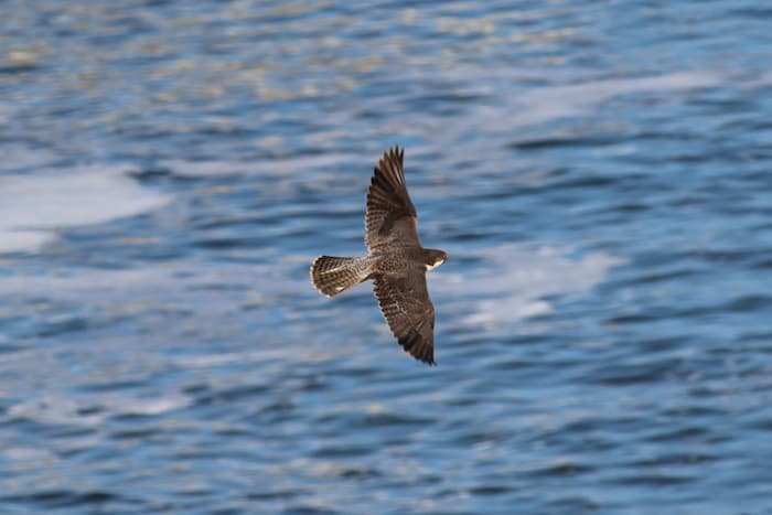 Looking down on a Falcon flying over ocean water.