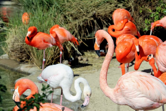 Flamingos standing in a shallow pond.