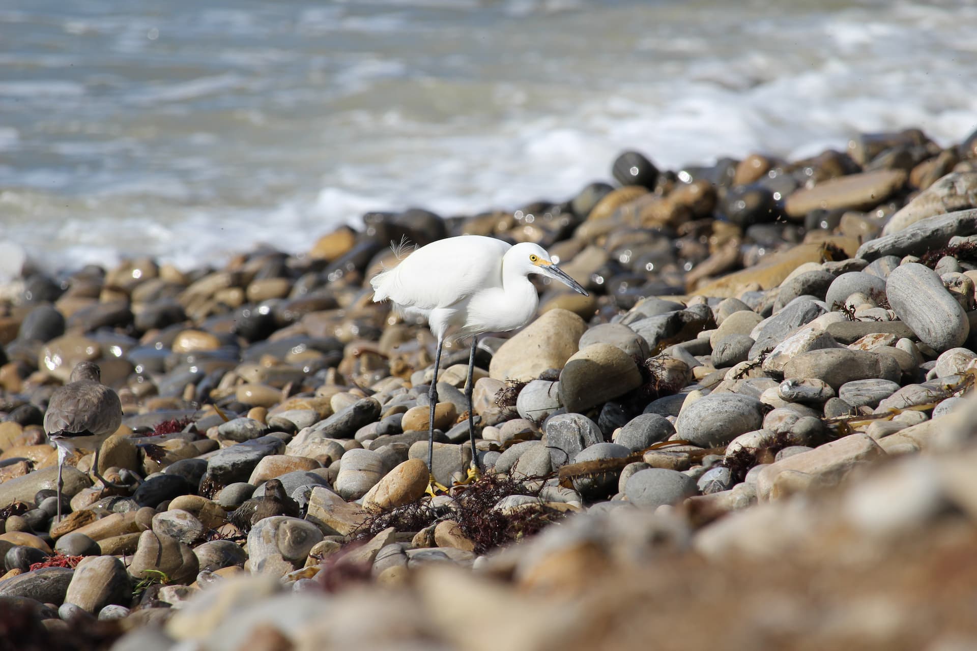 rocky shore with wite crane.