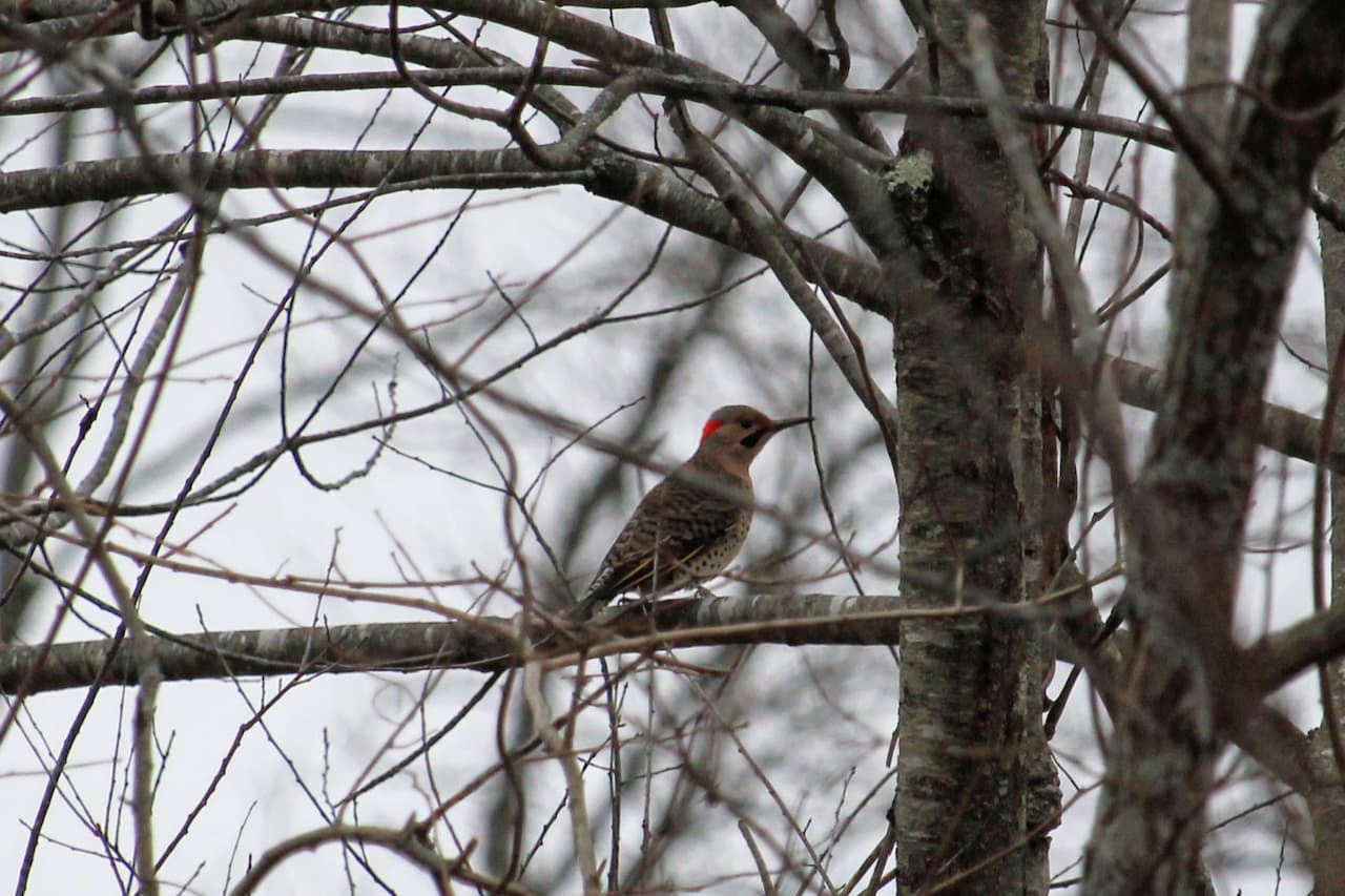 large woodpecker seen through bare tree branches.