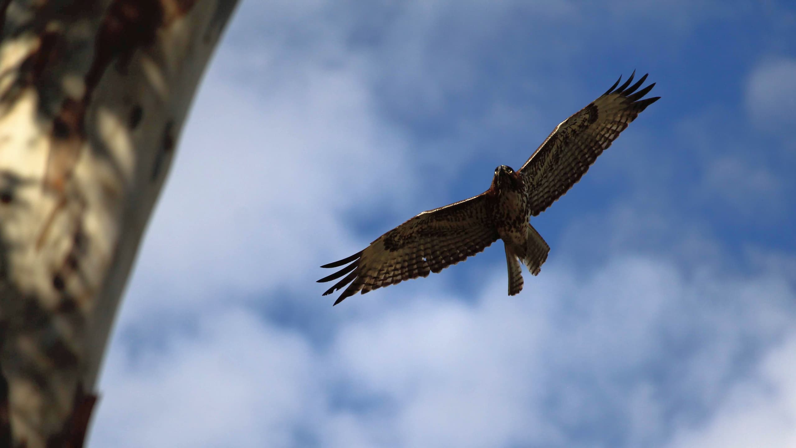 Hawk with checkered feathers and missing tail feather flying overhead.