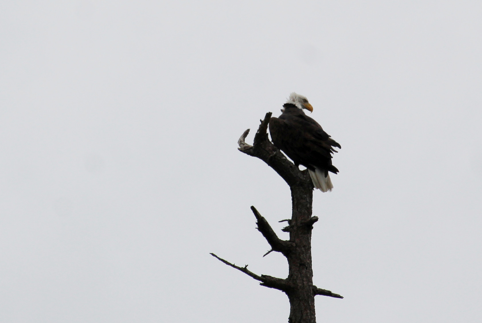 mature bald eagle standing up in a dead pine tree.