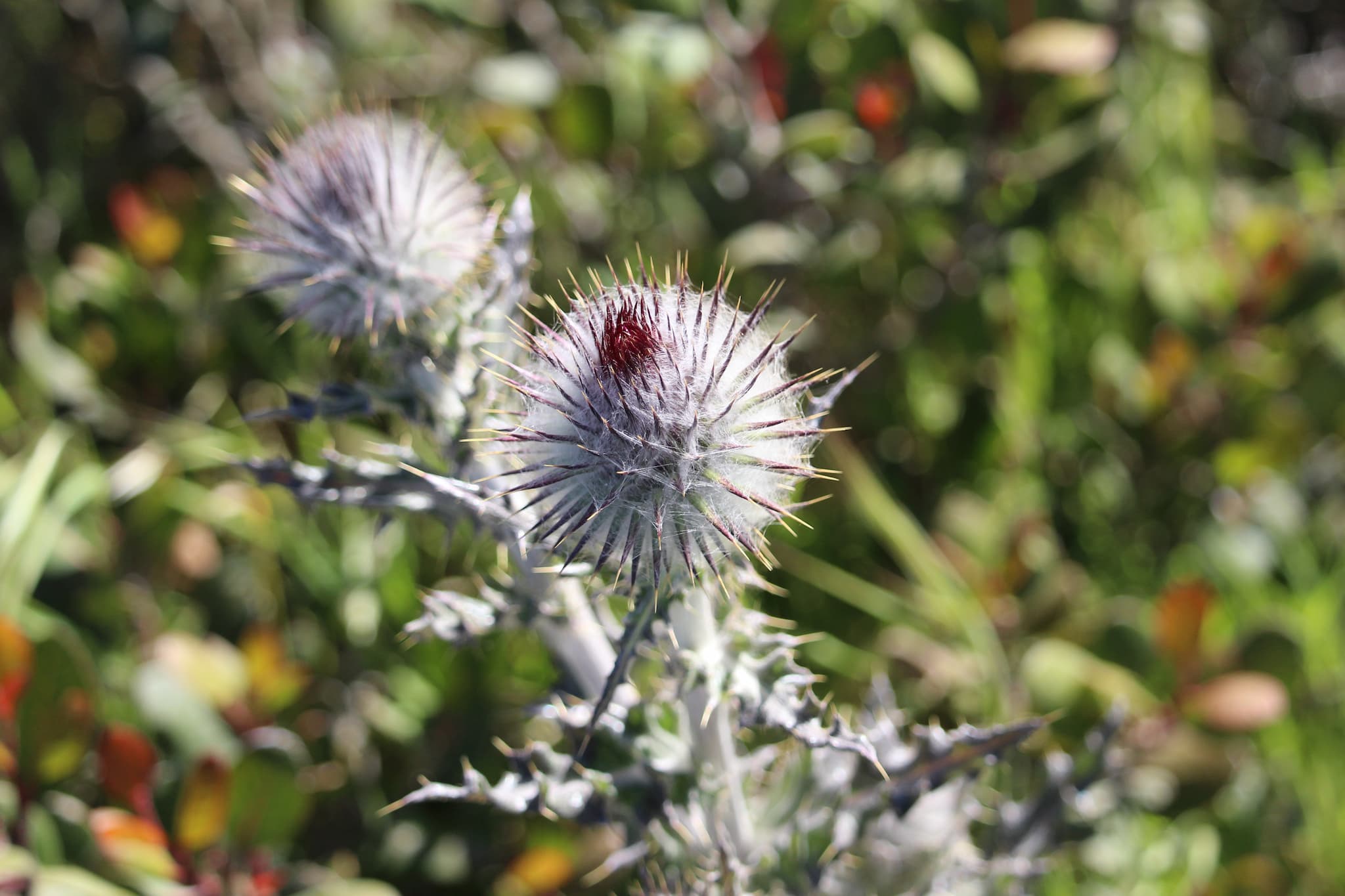 Spiny plant topped with a spiky ball wrapped with white threads.