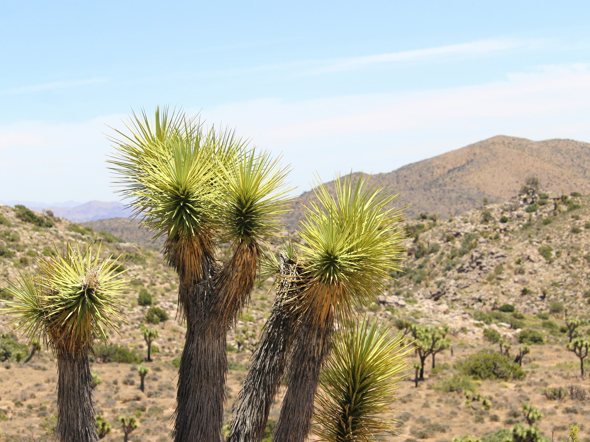 Spiky joshua trees with an arid, mountainous backdrop.
