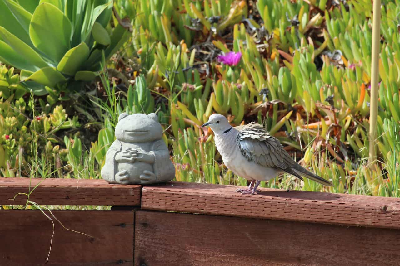 A dove standing next to a friendly frog statue, ruffling it's feathers