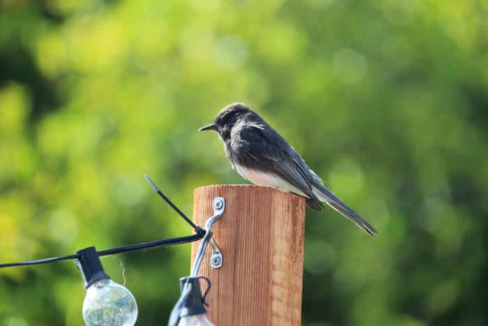 black and white bird on top of a pole