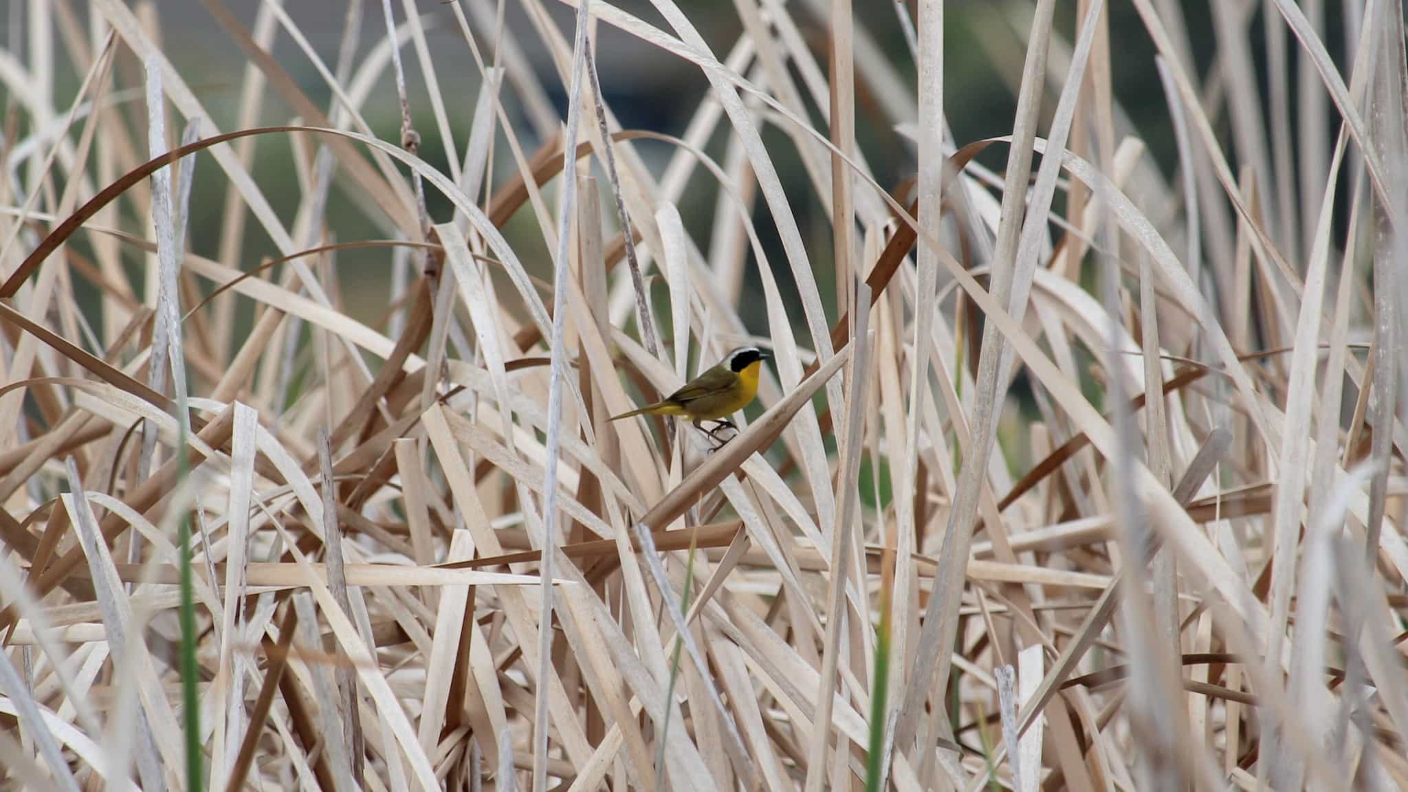 A black and yellow bird stands in tall reeds