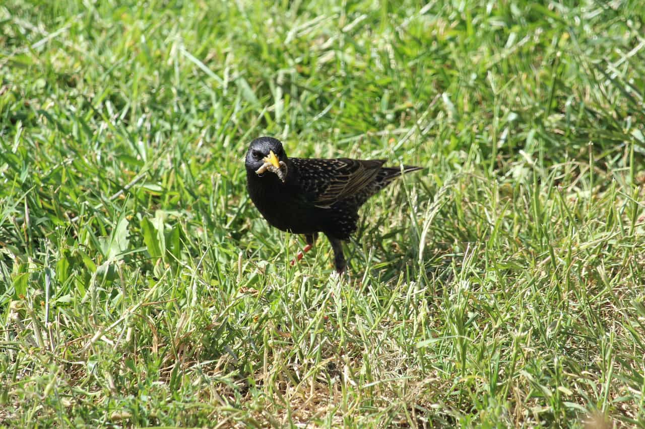 bird in grass with bug in mouth