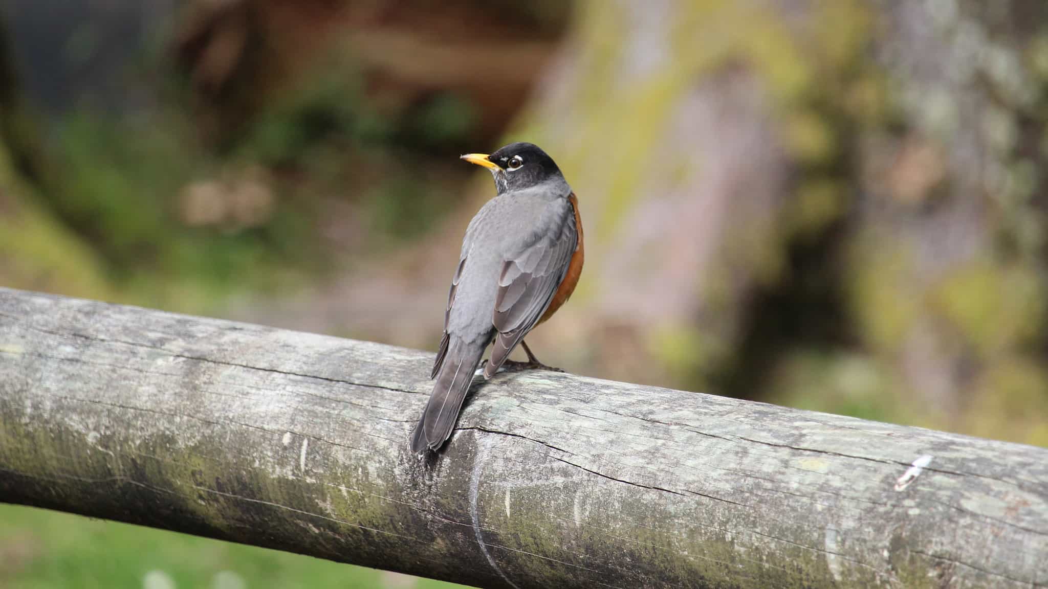 robin standing on a log