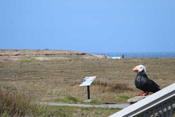 coastal view with puffin statue
