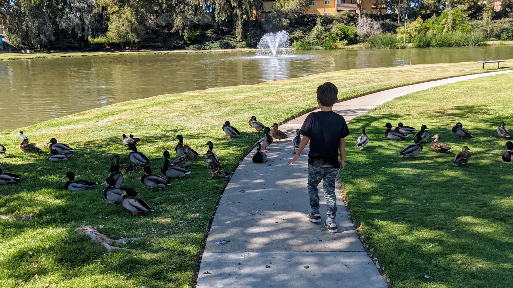young boy walking in a park with ducks.