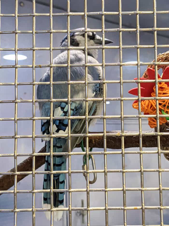 back side of blue jay behind a metal cage showing bold blue and black feathers