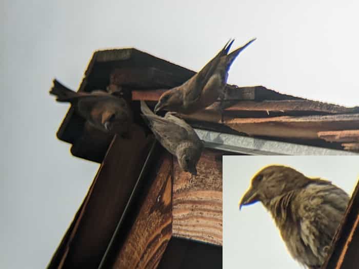 crossbills on roofline of cabin. Zoomed in section shows tip of bill overlaps.