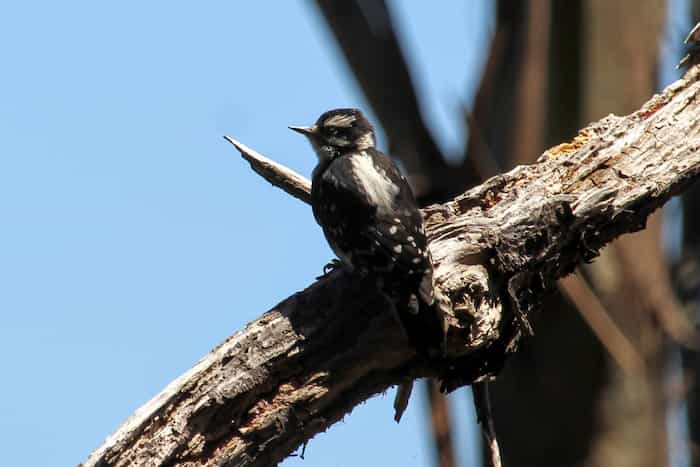 Small woodpecker on a bare tree branch in bright sunlight.