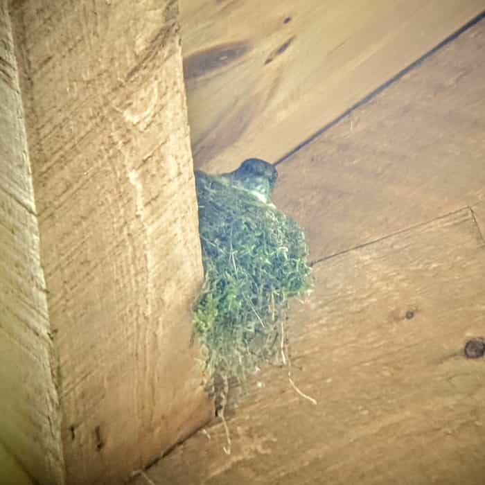 bird sitting on a mossy nest in the eves of a wooden building