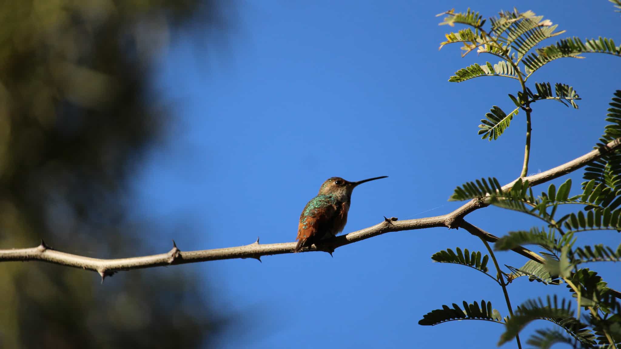 Hummingbird with a vibrant green back in the sunlight perched on a long, horizontal, thorny branch with small leaves at one end.