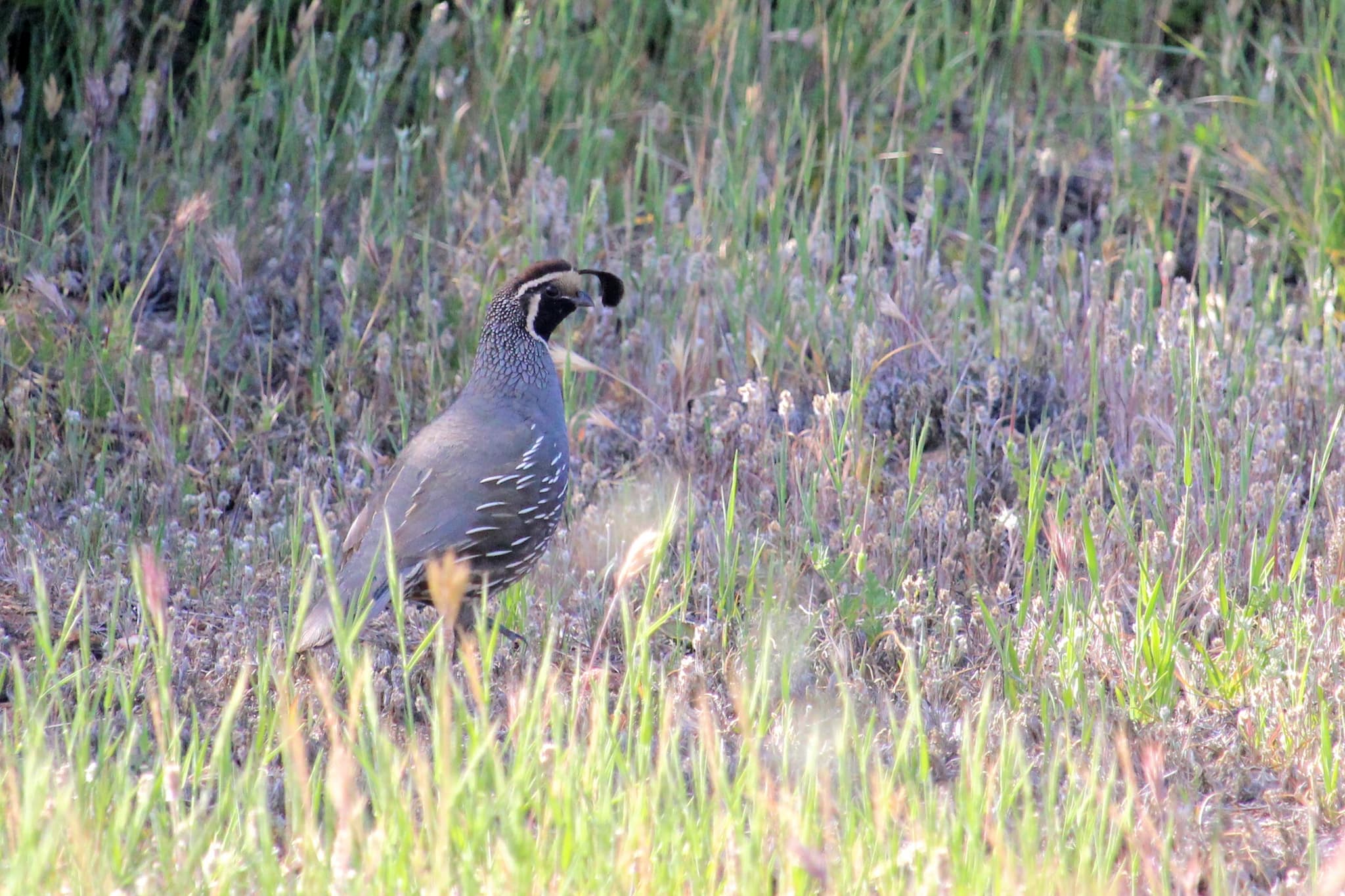 Gray bird with tuft hanging in front of it's black face standing upright in grass.