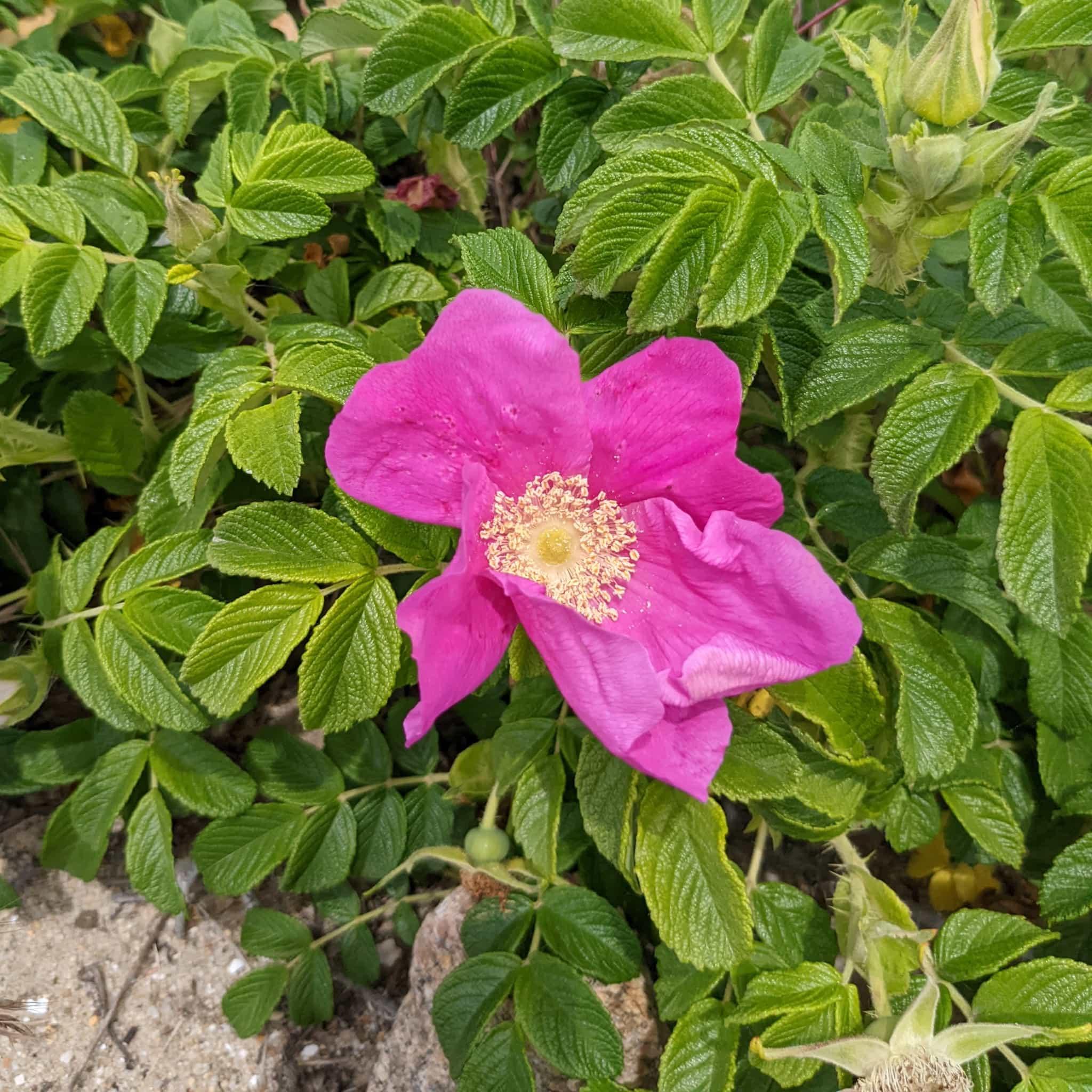 Pink flower against a bed of green leaves