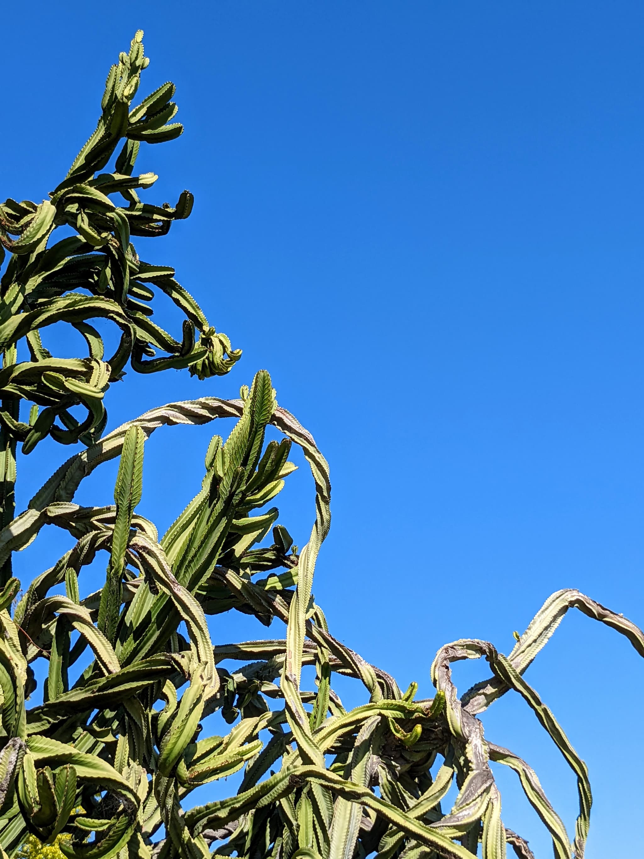 windy cactus sprawling across a blue sky.