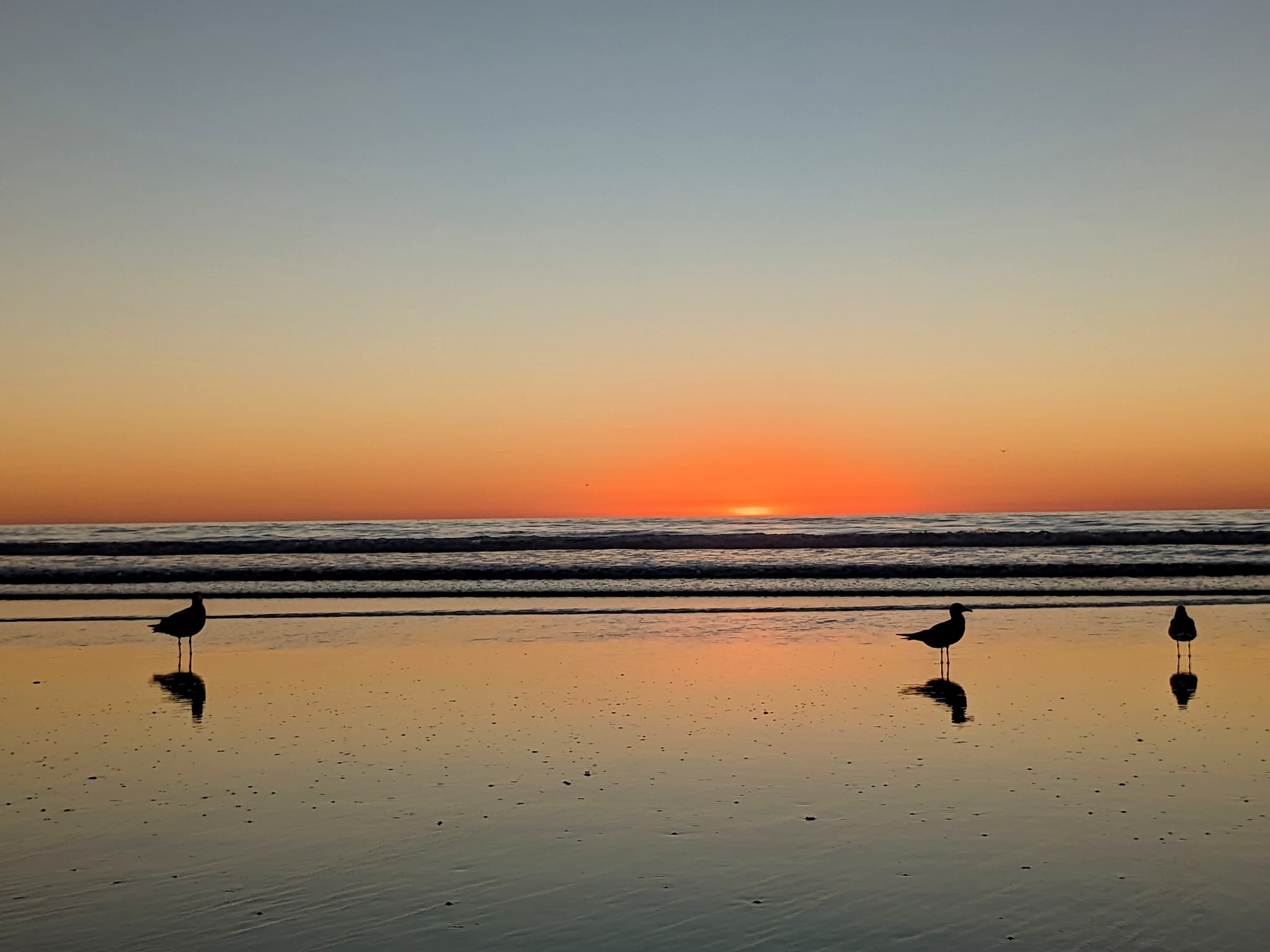 silhouettes of three seagulls standing at the edge of a flat, reflective beach as the sun sets behind them.