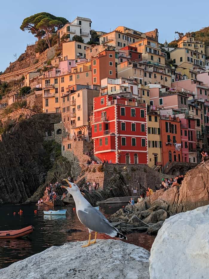 Houses built into a steep cliff on the shoreline at sunset with a gull making noise in the foreground.
