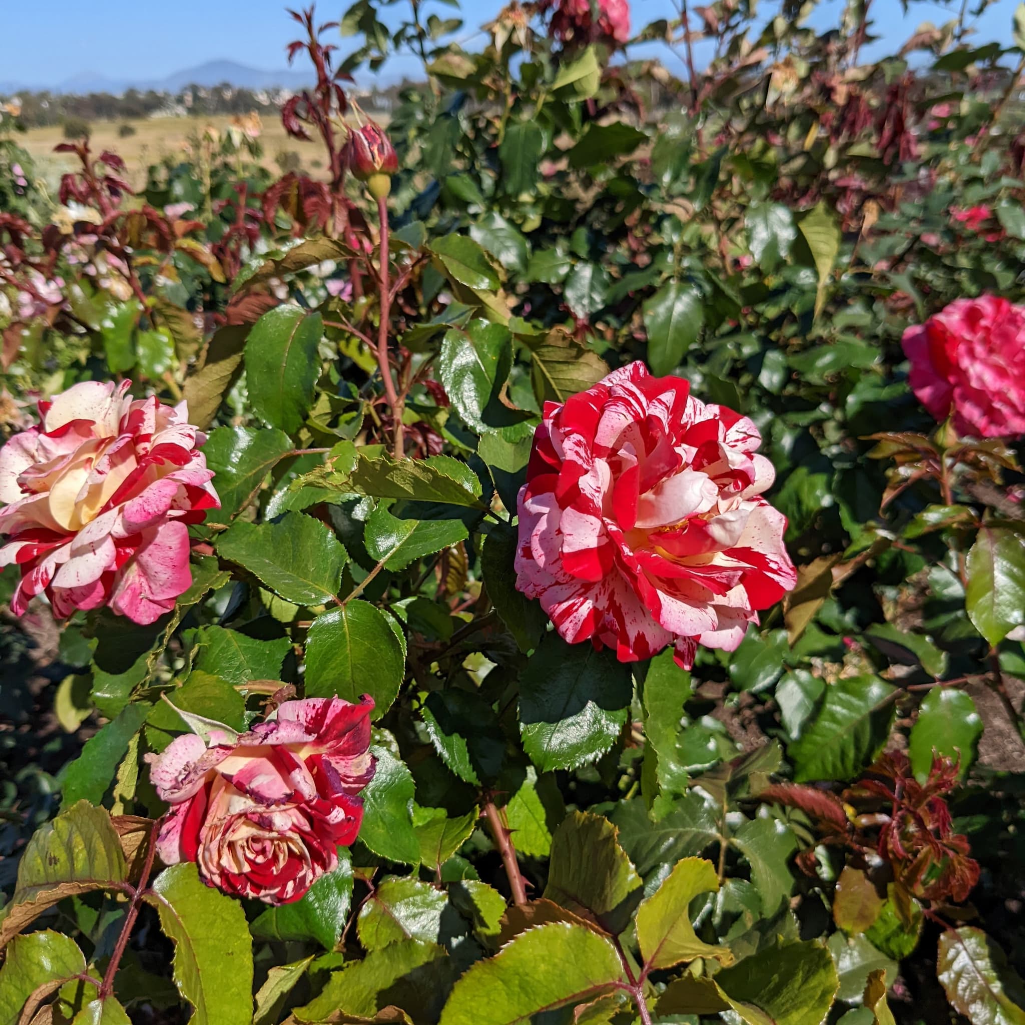 Roses on bush with petals mixing red and white stripes.