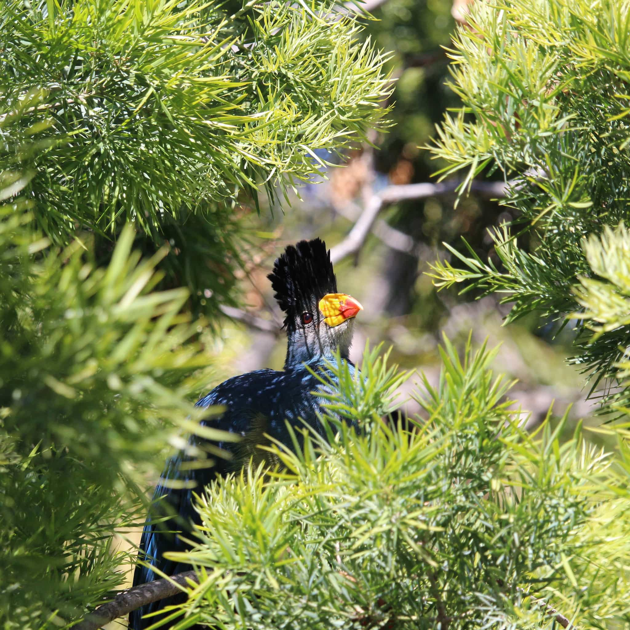 blue bird with yellow and red bill looking out from behind some leafy branches.