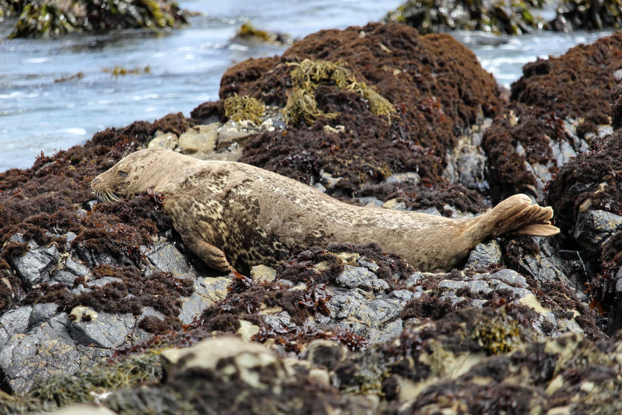 seal resting on rocks
