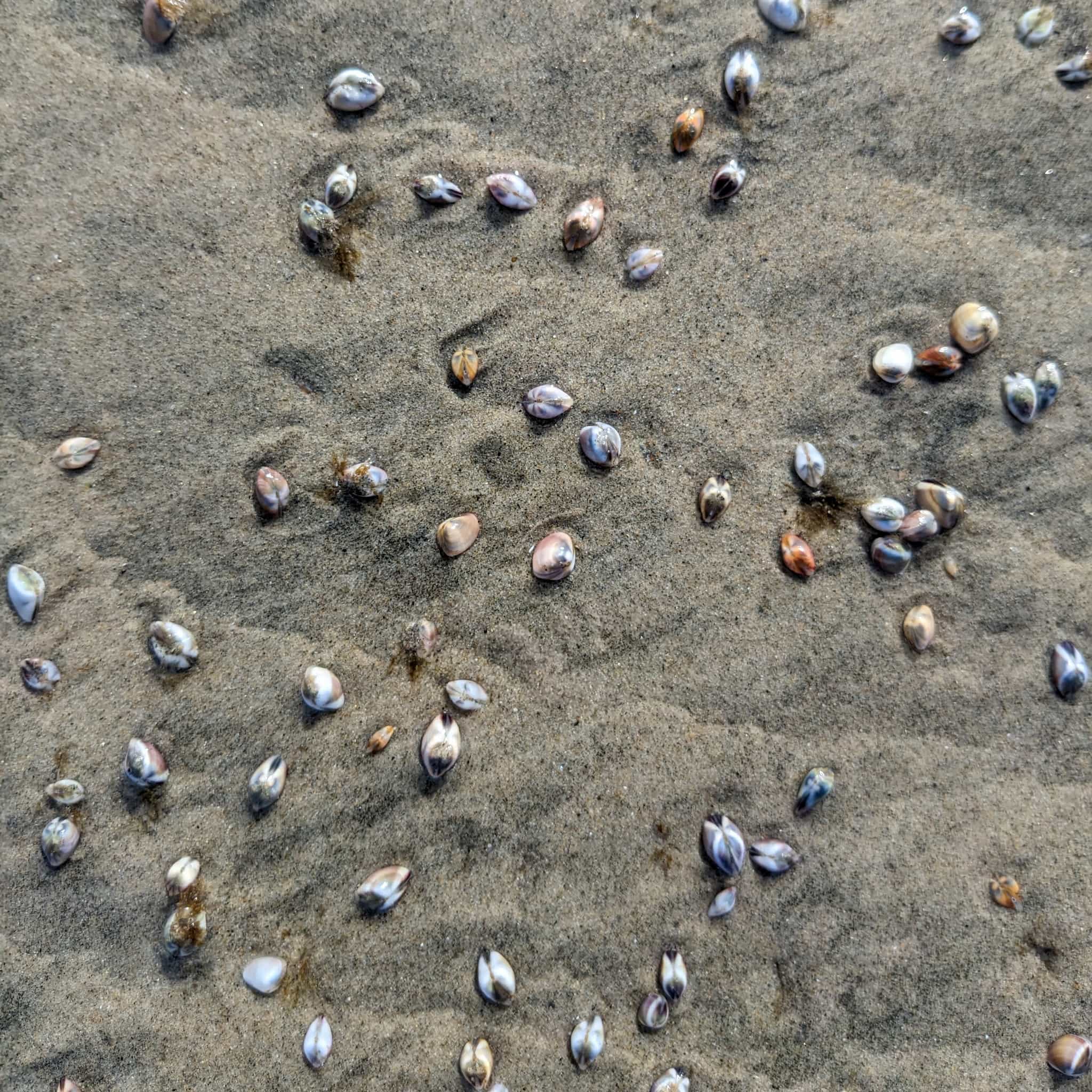 Small shells scattered in the sand.