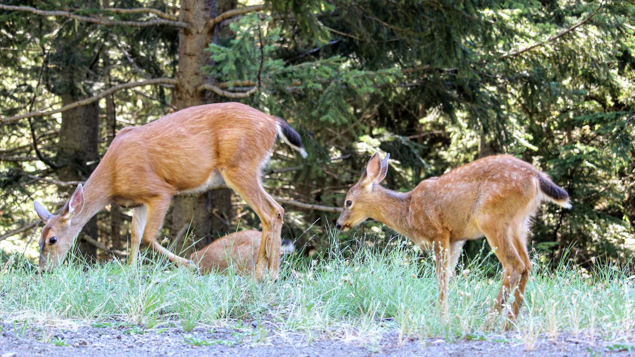 A deer foal and its mother on the side of a mountain road