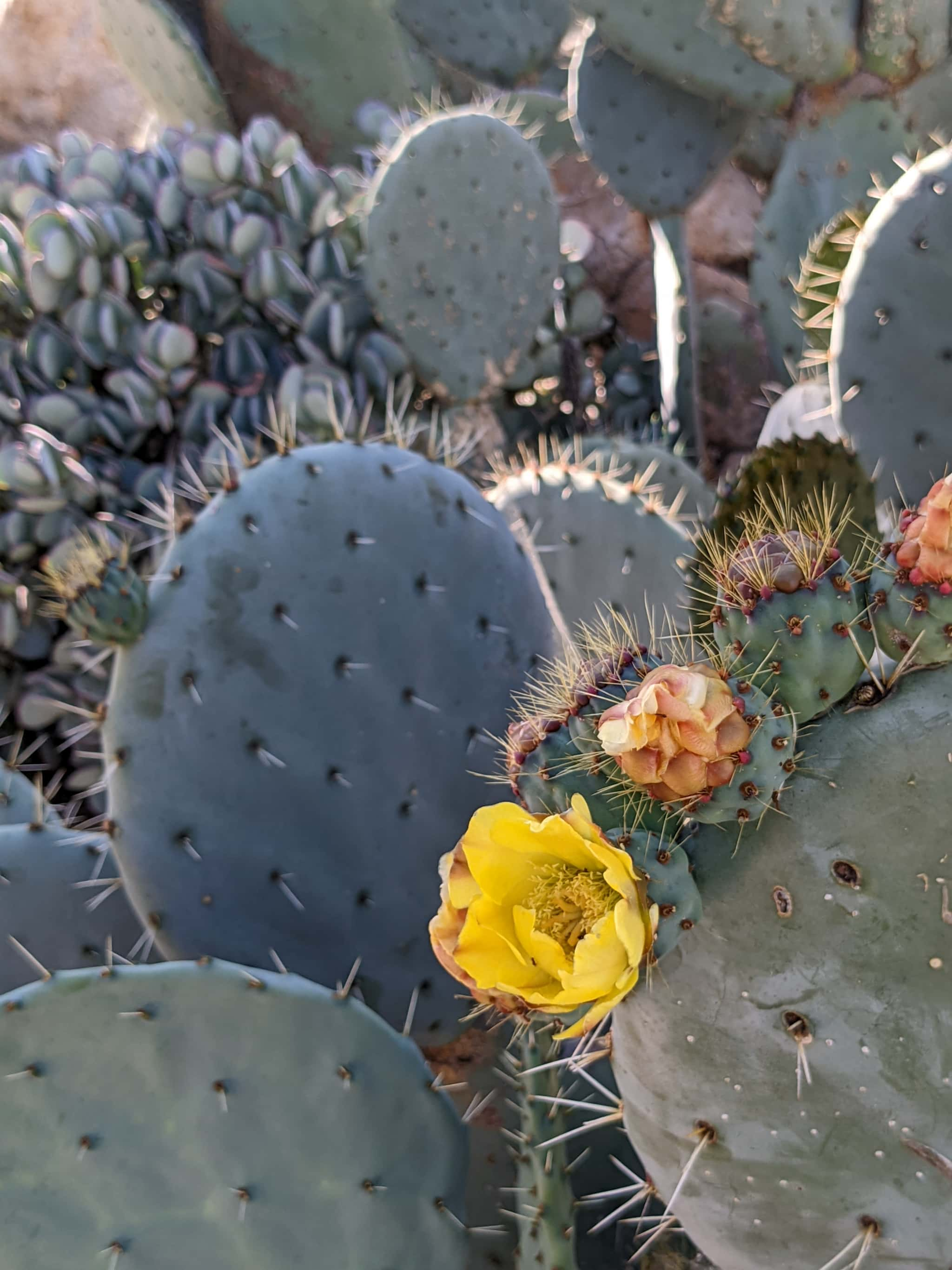 close up of flower on cactus