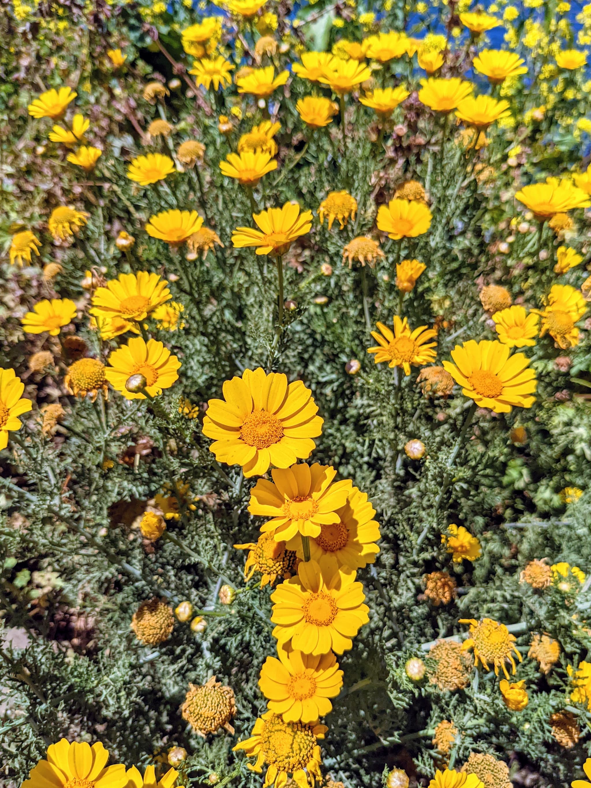 small, yellow flowers reaching up in bright sunlight