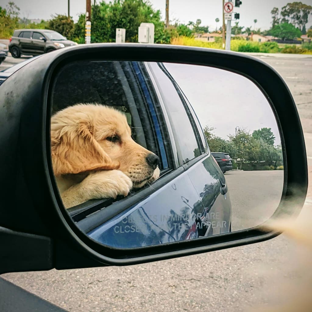 Reflection in a car's side mirror showing a golden retriever puppy looking out an open window.