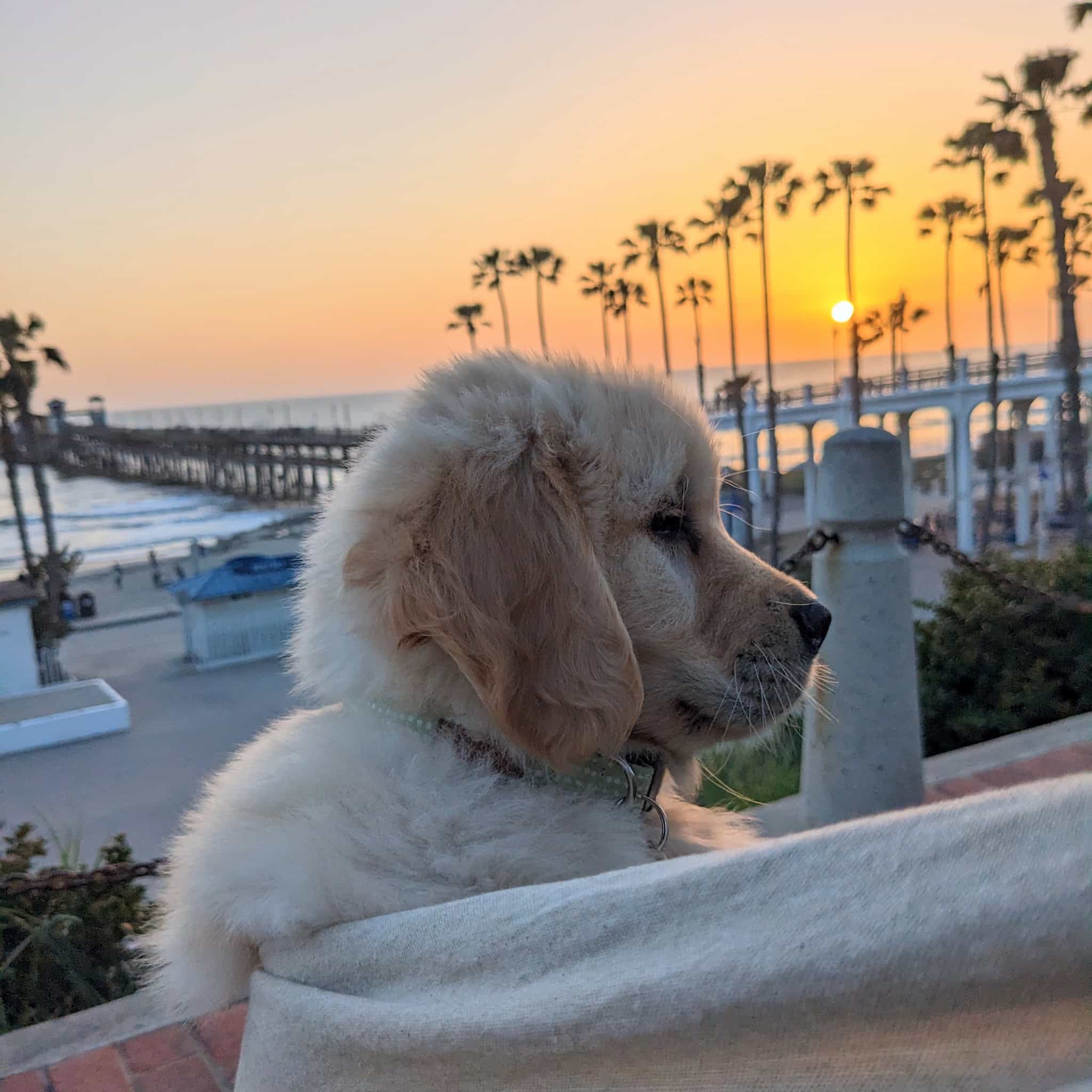 Young, furry golden retriever puppy with a ocean sunset and palm trees behind.