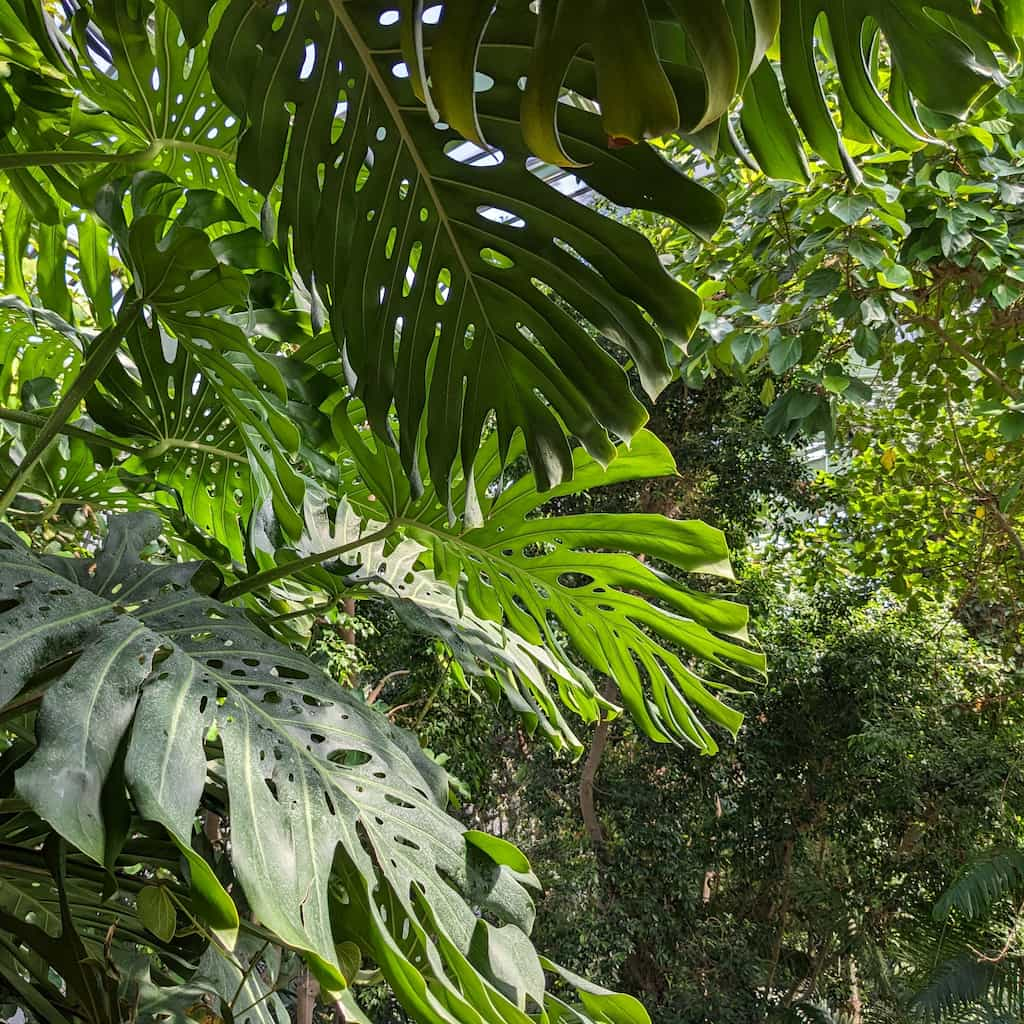 Large leaves with slits in front of a forest canopy.