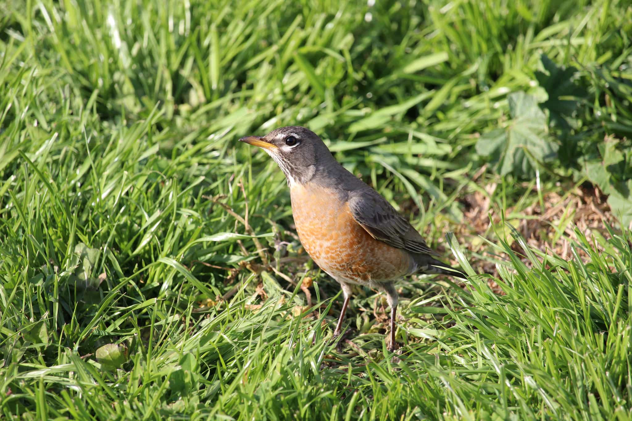 closeup of a robin standing in grass
