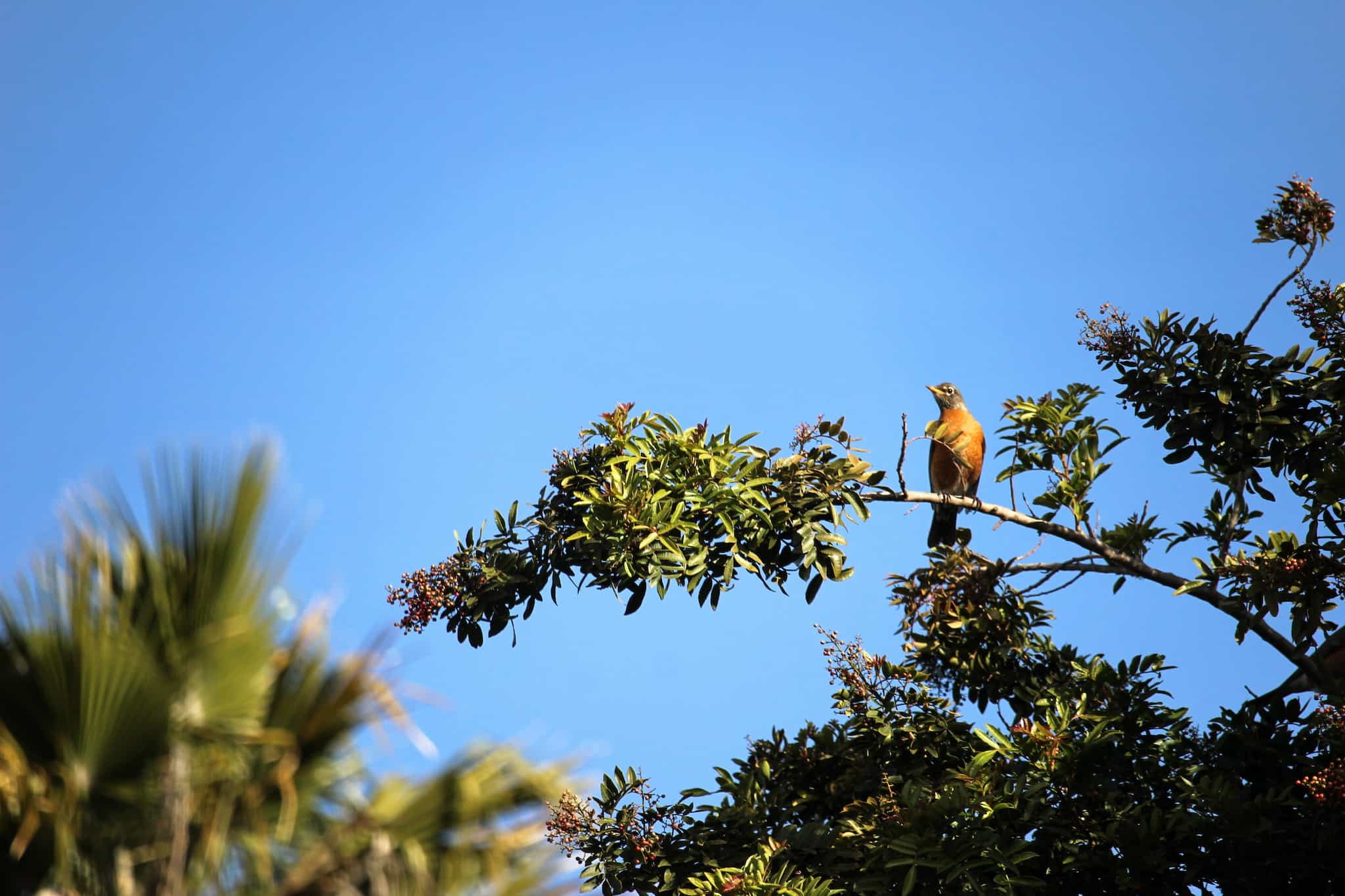 robin on a branch with palm fronds in the background