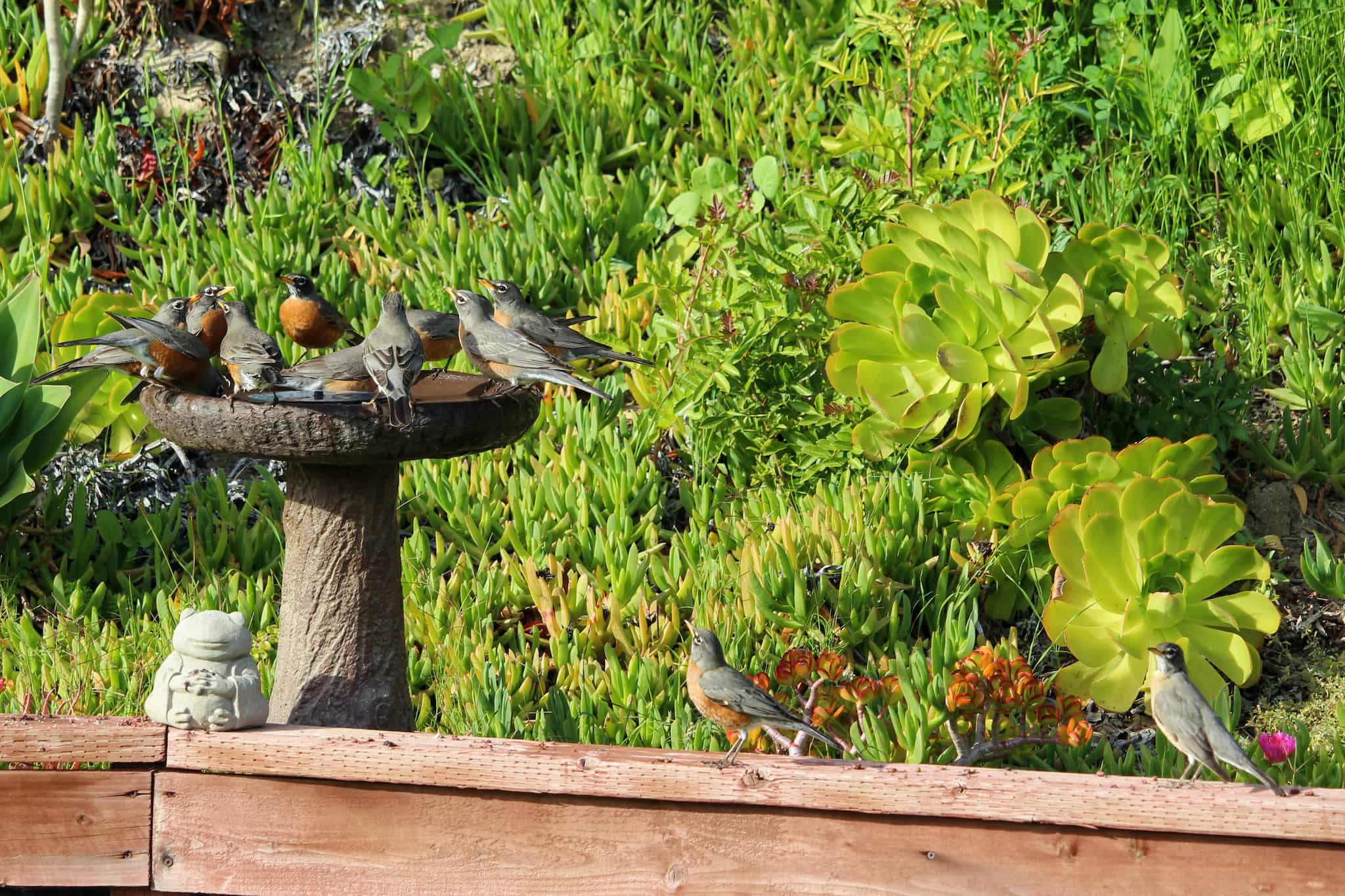 robins crowding a wide birdbath with 2 more wanting their place