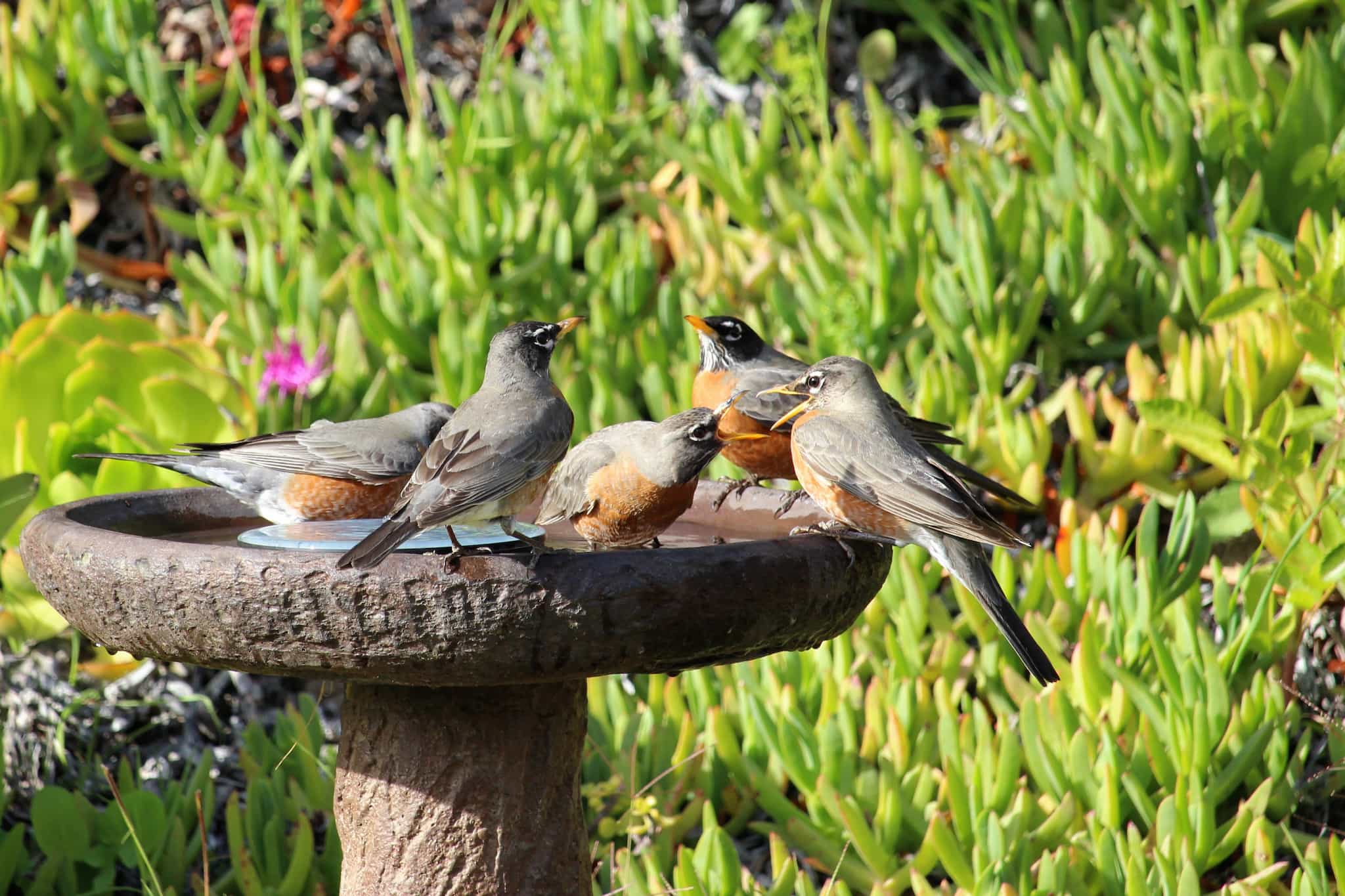 Robins in a bird bath with two protesting the other at close range.