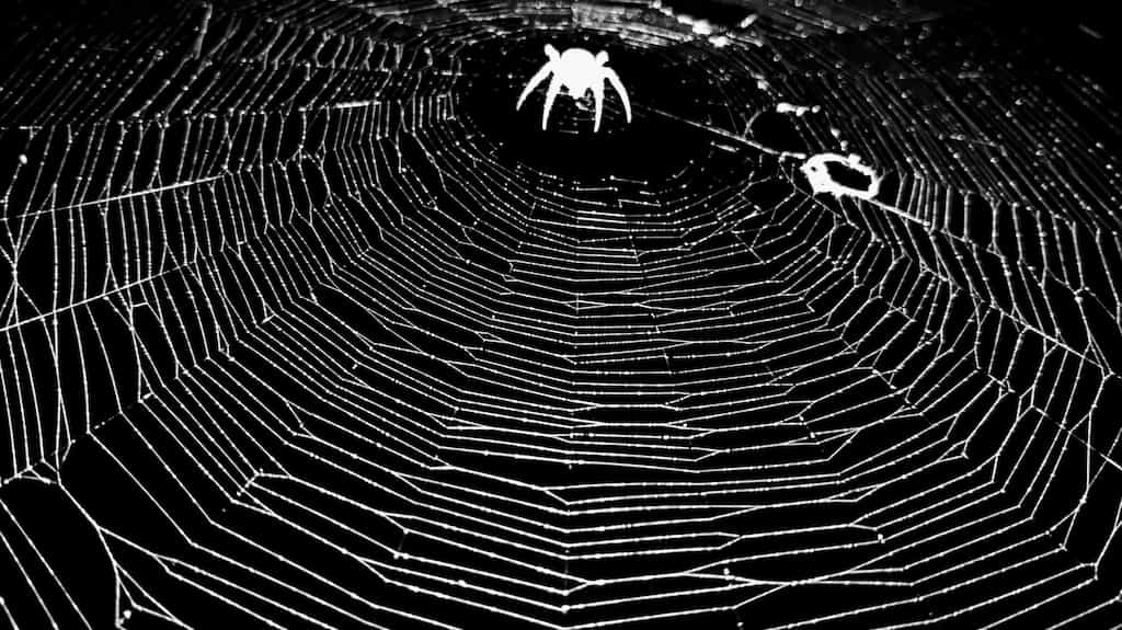 Silhouette of a spider in the center of its web, ready to pounce.