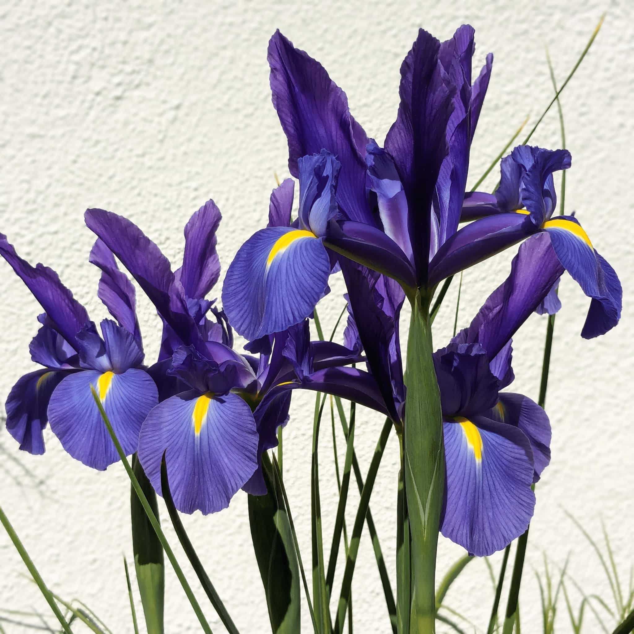 Large purple and yellow iris flowers